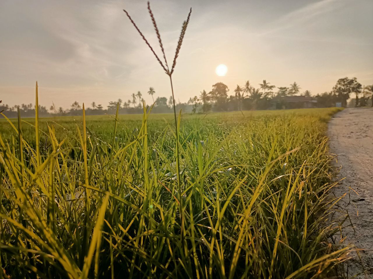 SCENIC VIEW OF FARM AGAINST SKY