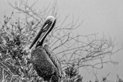 Close-up of bird perching on branch