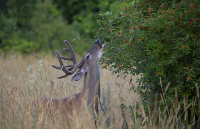 View of deer on field