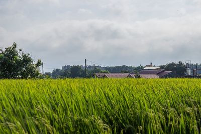 View of crop in field