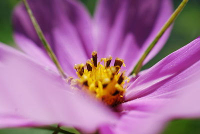 Macro shot of yellow flower