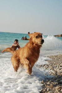 Dog on wet beach against sky