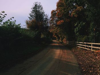 Road passing through forest