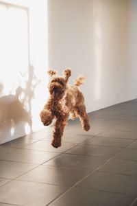 Close-up of dog at home