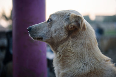 Close-up of dog outdoors