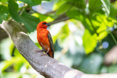 Bird perching on branch