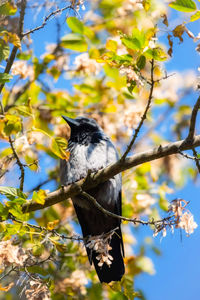 Low angle view of bird perching on branch