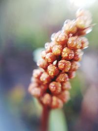 Close-up of flowering plant