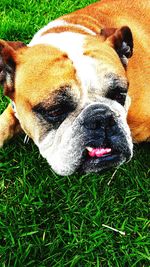 Close-up of dog on grass