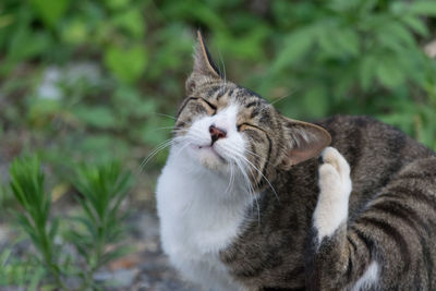 Close-up of cat with eyes closed