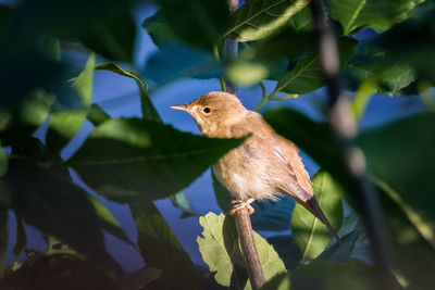 Close-up of a bird perching on branch