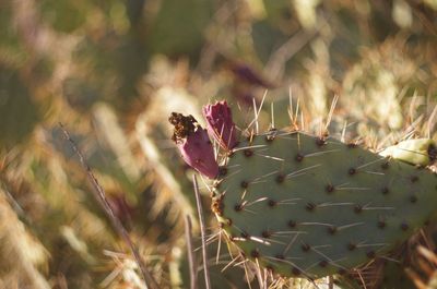 Close-up of prickly pear cactus growing on field