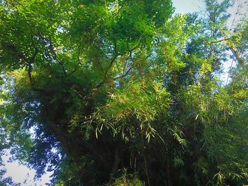 Low angle view of trees in forest