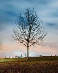 Bare tree on field against sky