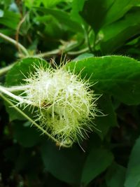 Close-up of cactus plant