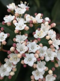 Close-up of white flowering plants