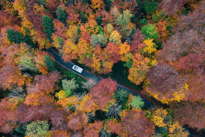 High angle view of trees during autumn