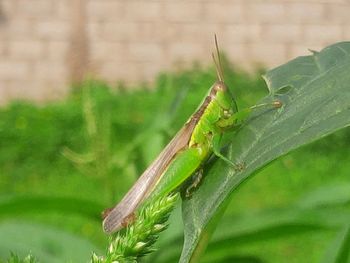 Close-up of insect on leaf