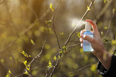 Close-up of person holding plant