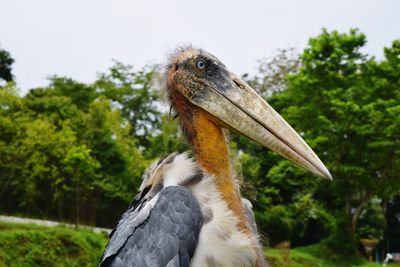 Close-up of a bird looking away