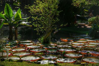 Trees growing in park