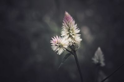 Close-up of pink flowers growing outdoors