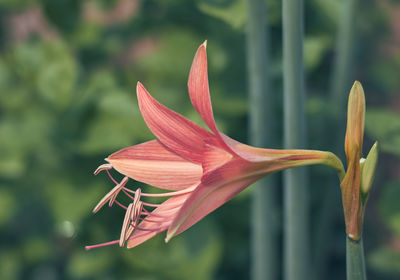 Close-up of red flowering plant