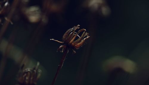 Close-up of wilted flower bud