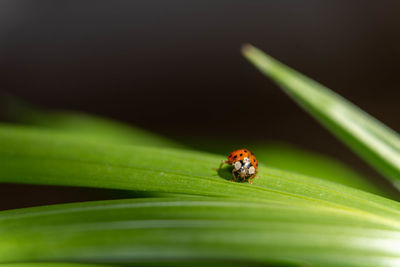 Close-up of ladybug on leaf