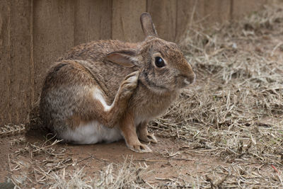 Close-up of a rabbit on field