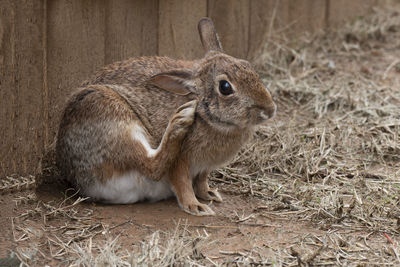 Rabbits - lagomorpha are the members of the taxonomic order the lagomorphs