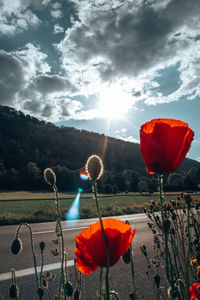 View of red flowering plant against cloudy sky