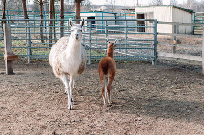 An alpaca with its cub resembling a llama from south america is in its pen on a farm.