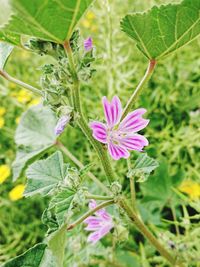 Close-up of purple flowering plant