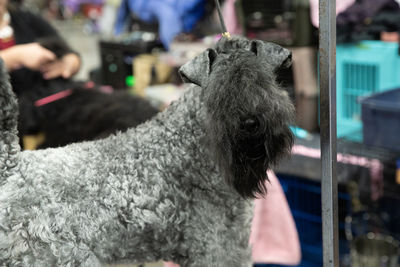 Close-up of a dog looking away