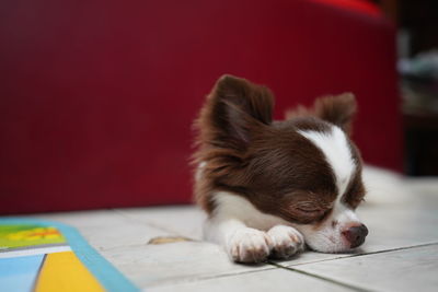 Close-up of dog sleeping on table