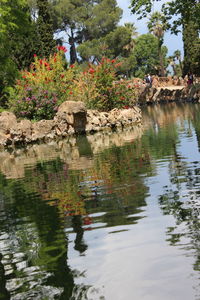 Reflection of trees in lake