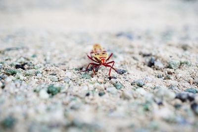 Close-up of insect on sand