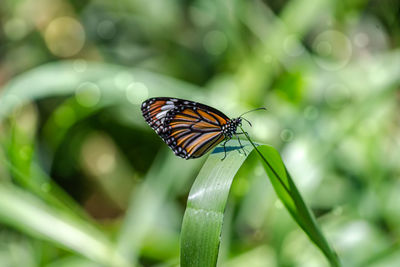 Butterfly on leaf