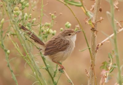 Close-up of bird perching on plant
