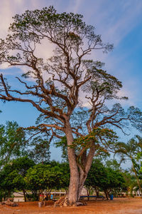 Tree on field against sky