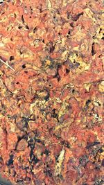 High angle view of orange on ground
