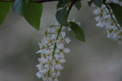 Close-up of white flowers blooming on tree