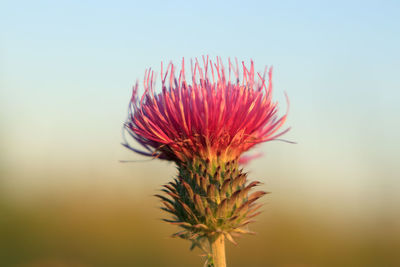Close-up of thistle pink flower against sky
