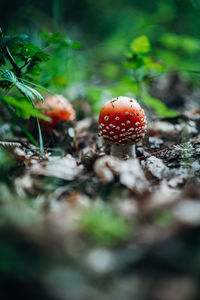 Close-up of fly agaric mushroom on field