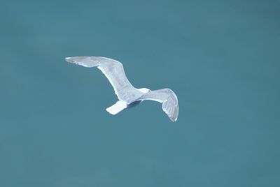 Low angle view of seagull flying in sky