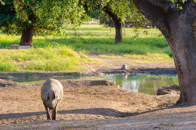 Pigs standing on grassy field