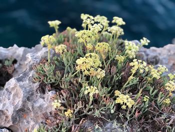 High angle view of flowering plants on rocks