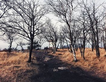 Bare trees on landscape