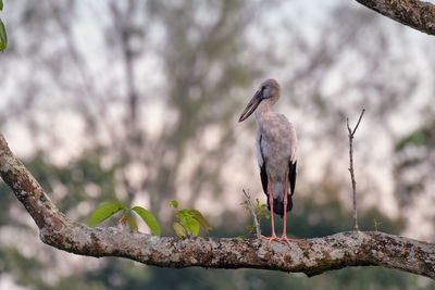 Close-up of bird perching on a branch